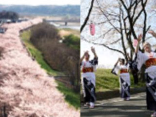 ふっさ桜まつり画像3