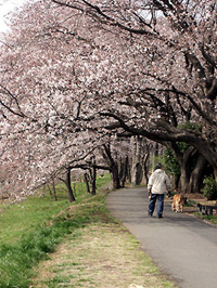 桜並木と多摩川