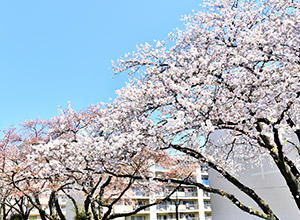 ふっさ桜まつり