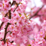 河津桜がきれいに咲いています！