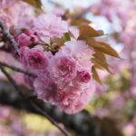 石川酒造さんの桜