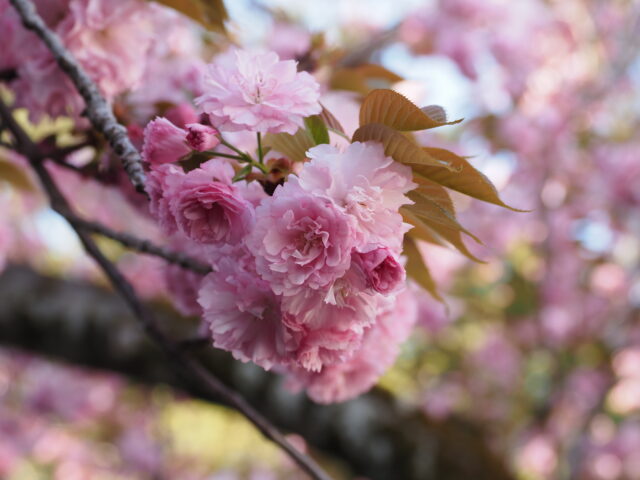 石川酒造さんの桜