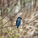 玉川上水のカワセミ