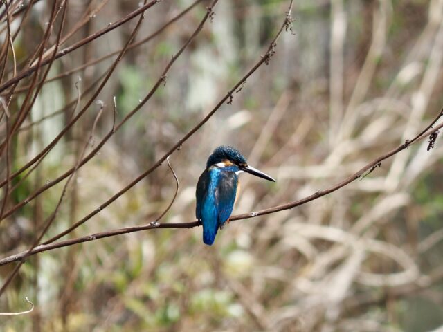 玉川上水のカワセミ