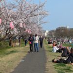 令和８年　第４３回 ふっさ桜まつり開催いたしました。