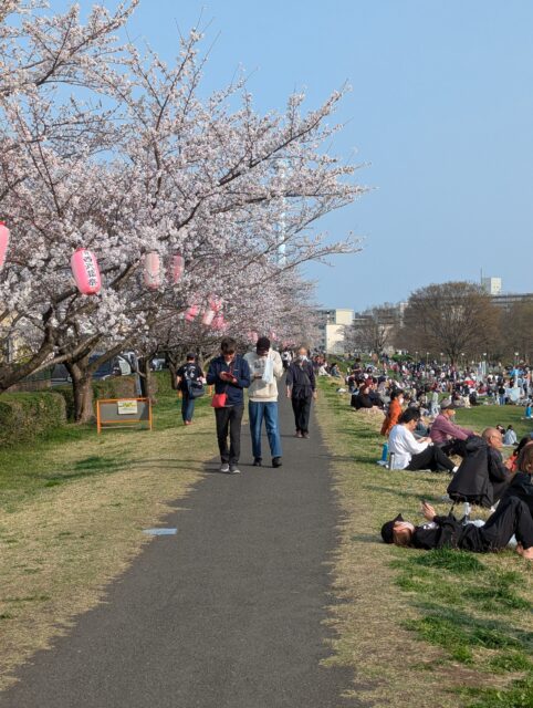 令和８年　第４３回 ふっさ桜まつり開催いたしました。
