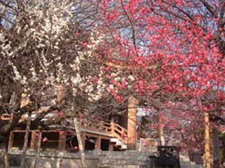 plum_photo2