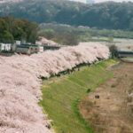 昔の多摩川堤防沿いの桜並木（平成３０年）