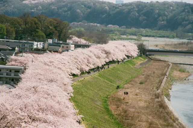 昔の多摩川堤防沿いの桜並木（平成３０年）