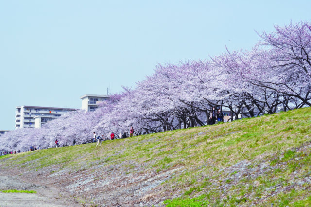 多摩川と桜